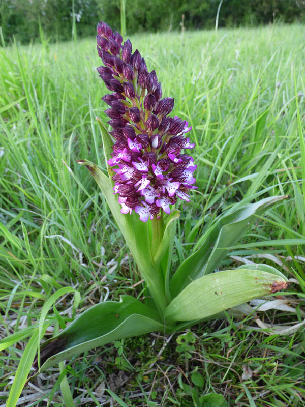 Orchis purpurea